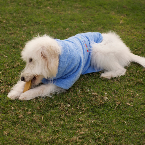 Rory's Apawthecary Dog Towel