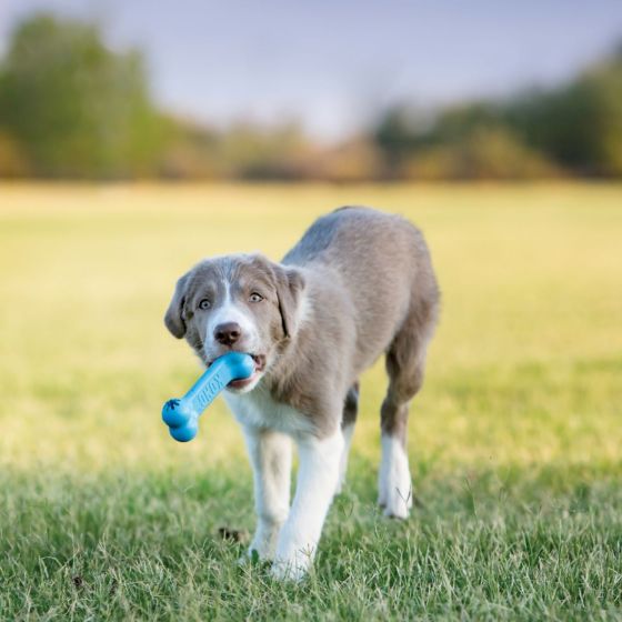 Kong Puppy Toy Puppy Goodie Bone