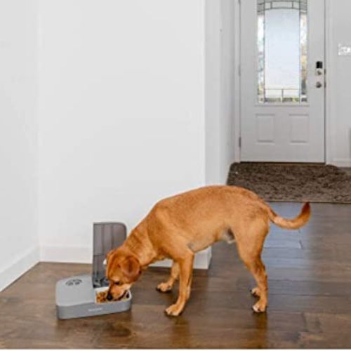 PetSafe Automatic 2 Meal Feeder for Dogs