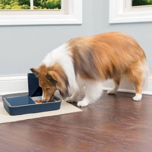 PetSafe Digital Two Meal Feeder for Dogs