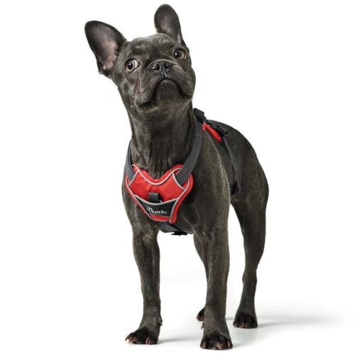 Hunter Divo Dog Harness