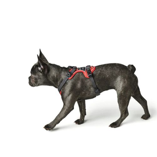 Hunter Divo Dog Harness