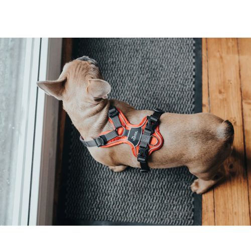 Hunter Divo Dog Harness