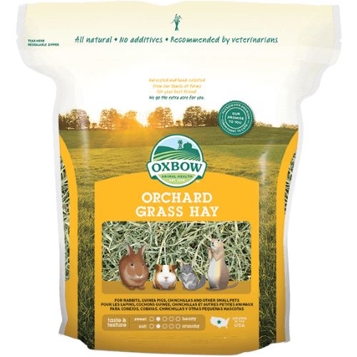 Oxbow Orchard Grass Hay for Small Animals